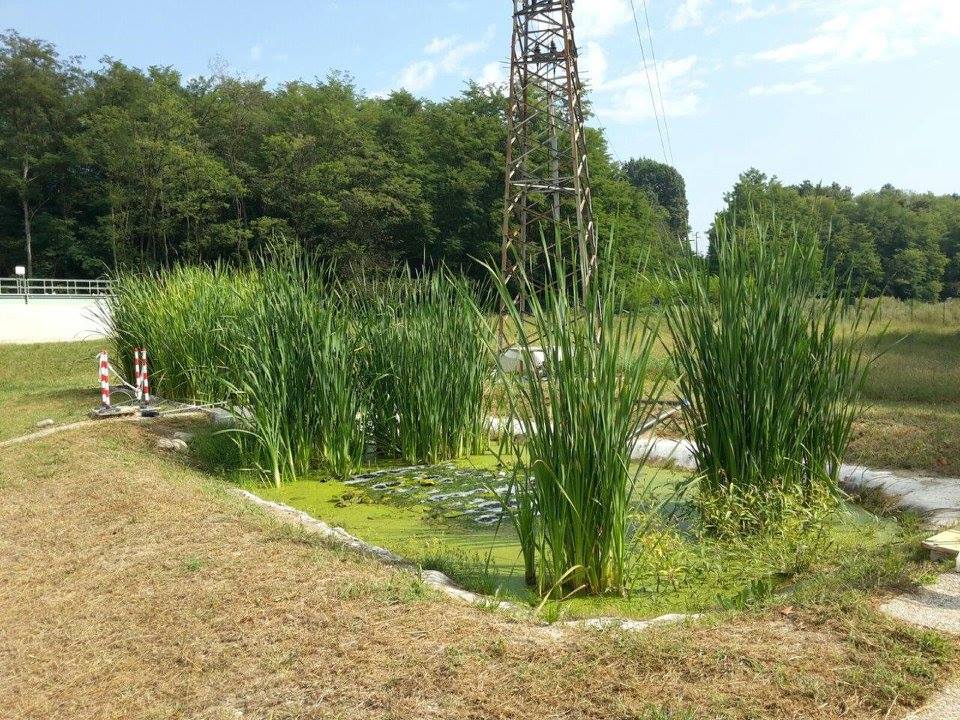 bulgarograsso