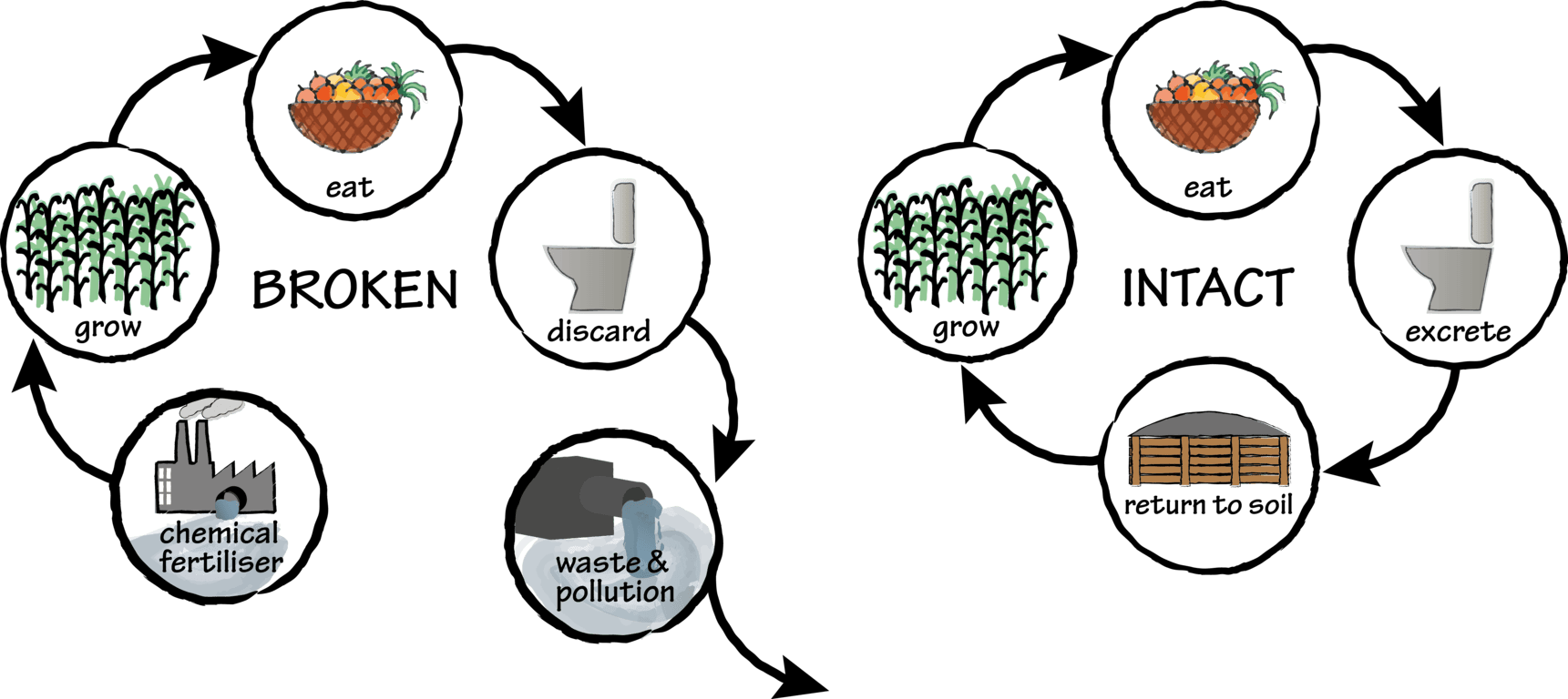 Human Nutrient Cycles intact broken transp